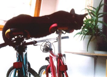 cat on bikes